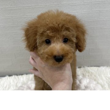 トイプードル(トイ)【広島県・男の子・2025年6月12日・オレンジフォーン】の写真「スタイル抜群小さい男の子☝️」