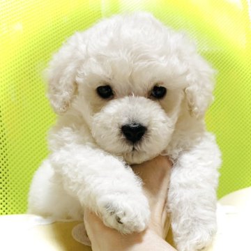 トイプードル(トイ)【広島県・女の子・2025年3月8日・ホワイト】の写真「まっしろ女の子✨」