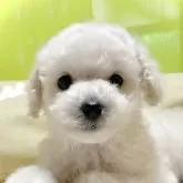 タイニープードル