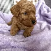 トイプードル(トイ)【広島県・男の子・2025年6月12日・オレンジフォーン】の写真8