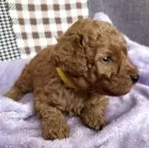 トイプードル(トイ)【広島県・男の子・2025年6月12日・オレンジフォーン】の写真10