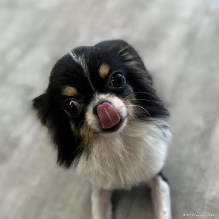 イシハラ 様のお迎えした子犬