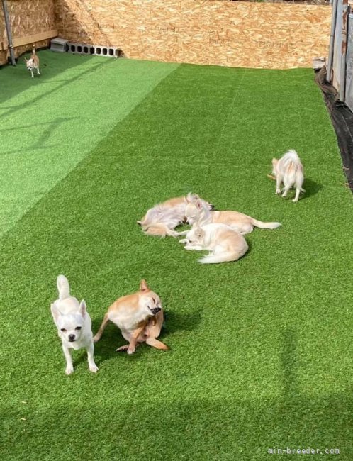 小型犬の運動場には人工芝を全面貼っています。｜牧　章江(まき　あきえ)ブリーダー(北海道・ゴールデンレトリバーなど・JKC登録)の紹介写真3