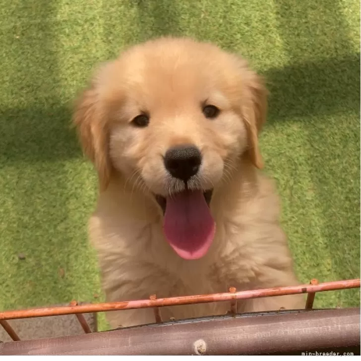 ID:2505-01225の子犬