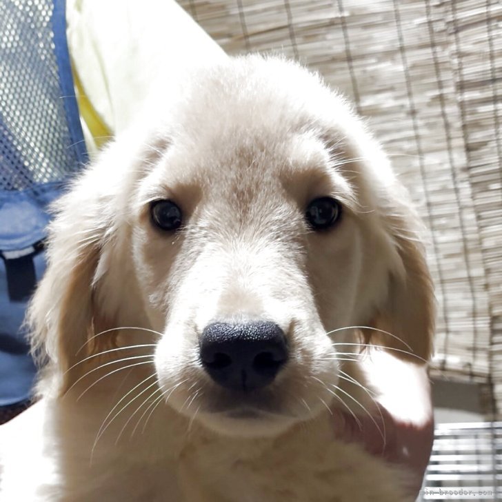 ブリーダー画像