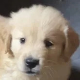 ゴールデンレトリバー【北海道・女の子・2025年10月5日・ゴールド】の写真1「体重3.8kg 可愛い素敵女子です💓」