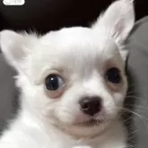 チワワ(ロング)