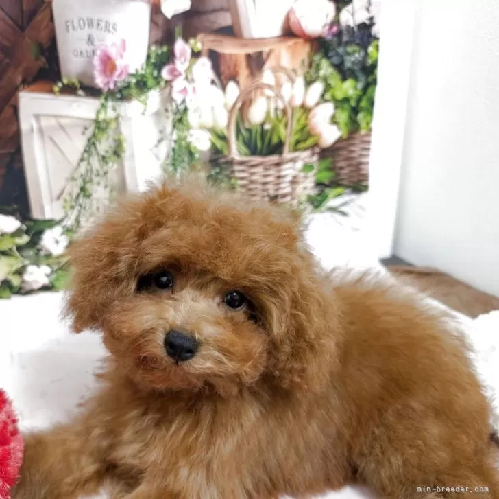 ID：2508-02092の子犬