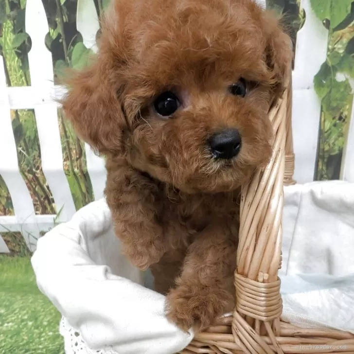 ID：2508-02099の子犬