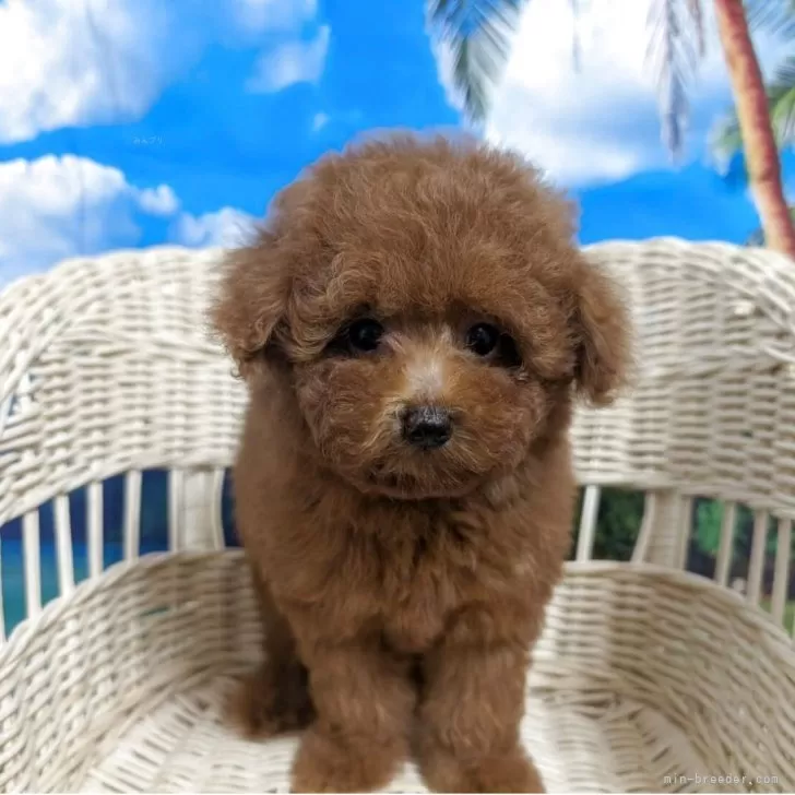 H.I 様のお迎えした子犬