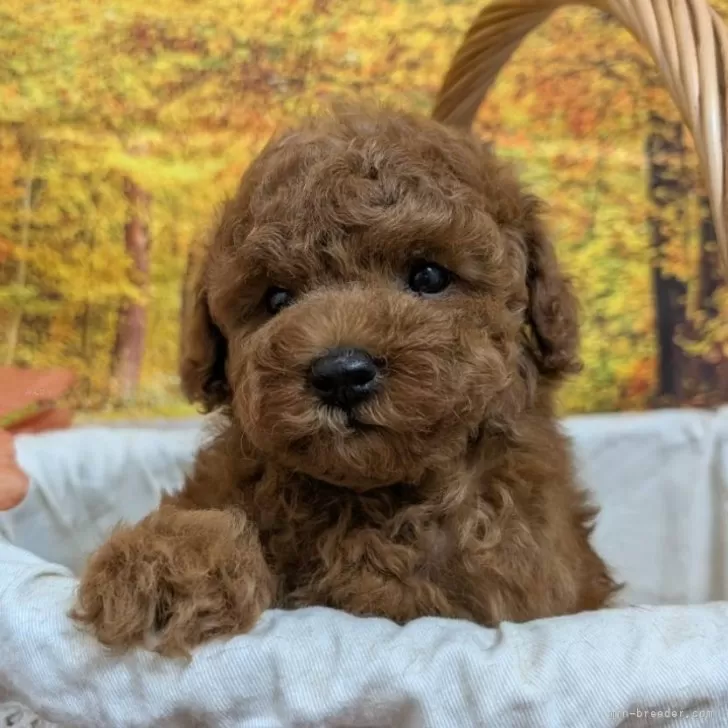 ID：2512-01037の子犬