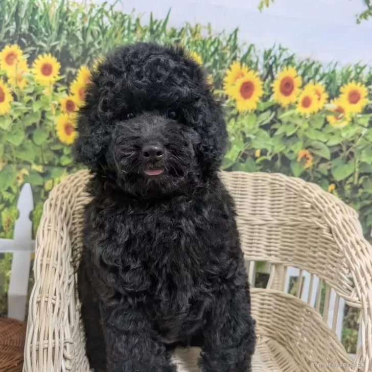 ID:2508-02089の子犬