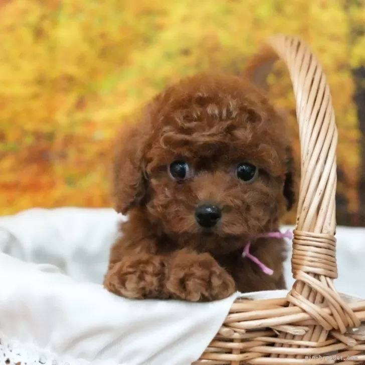 ID:2411-06741の子犬