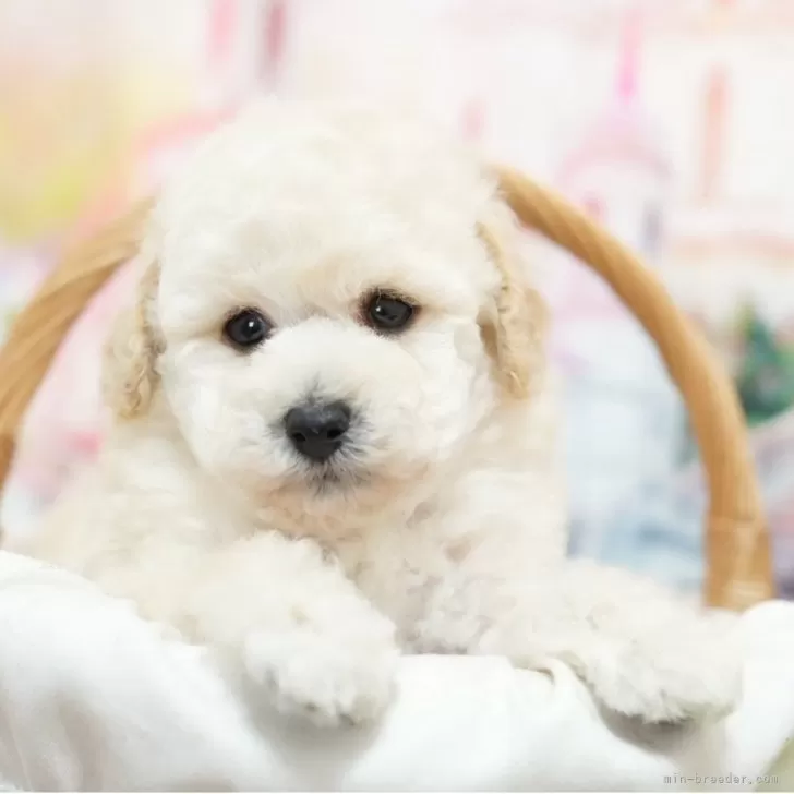 ID:2506-00013の子犬