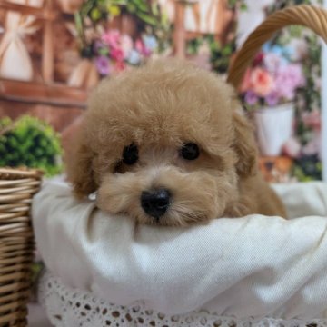 タイニープードル【愛知県・女の子・2025年6月27日・クリーム】の写真「パッチお目目の可愛い子🩷」