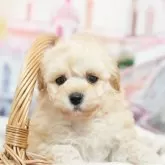 タイニープードル