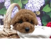 タイニープードル