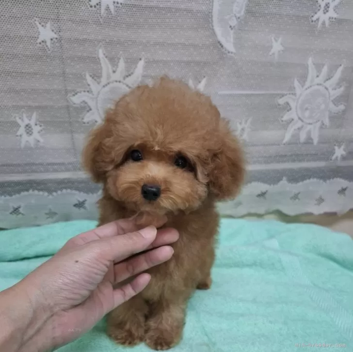 ID:2409-02934の子犬