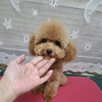 トイプードル(ティーカップ)【青森県・女の子・2024年7月23日・レッド】の写真「小さな小顔の女の子」