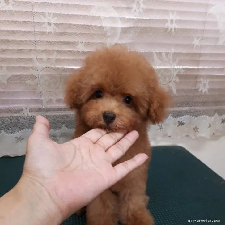 ID:2307-00626の子犬