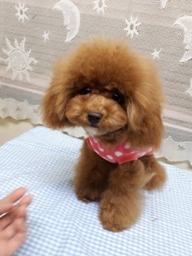 トイプードル(ティーカップ)【青森県・女の子・2019年7月4日・レッド】の写真「大人しめのくまちゃん」