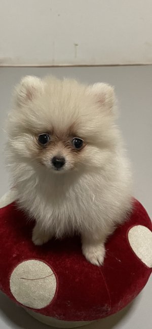 近藤　登喜芳(こんどう　ときよし)ブリーダー(岐阜県・トイプードルなど・JKC登録)の紹介写真5