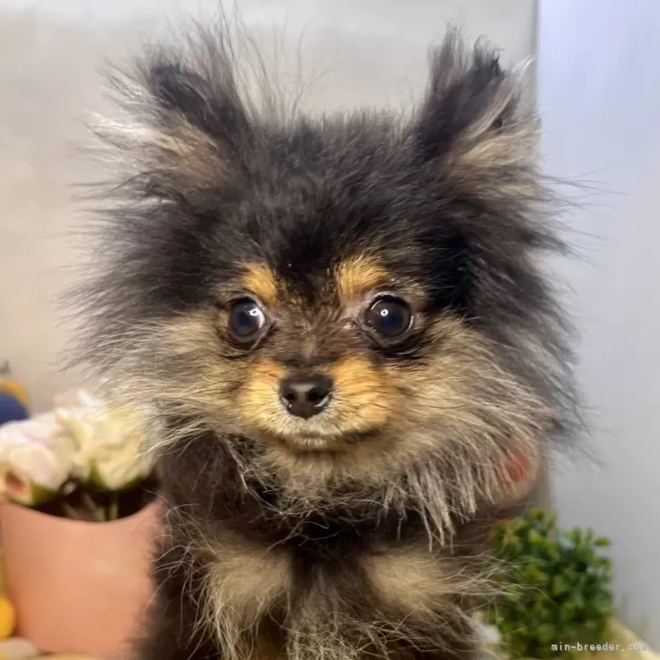 しんや 様のお迎えした子犬