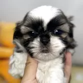 シーズー