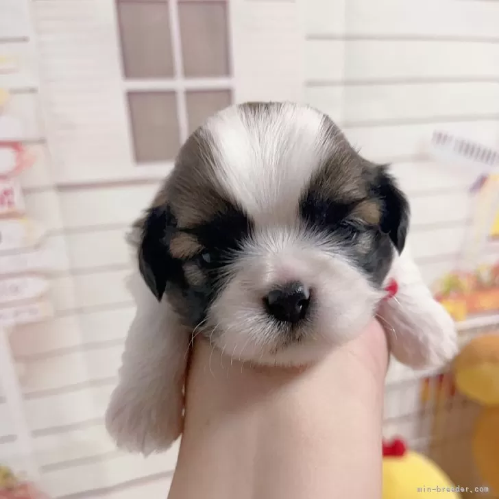 ココ次郎 様のお迎えした子犬