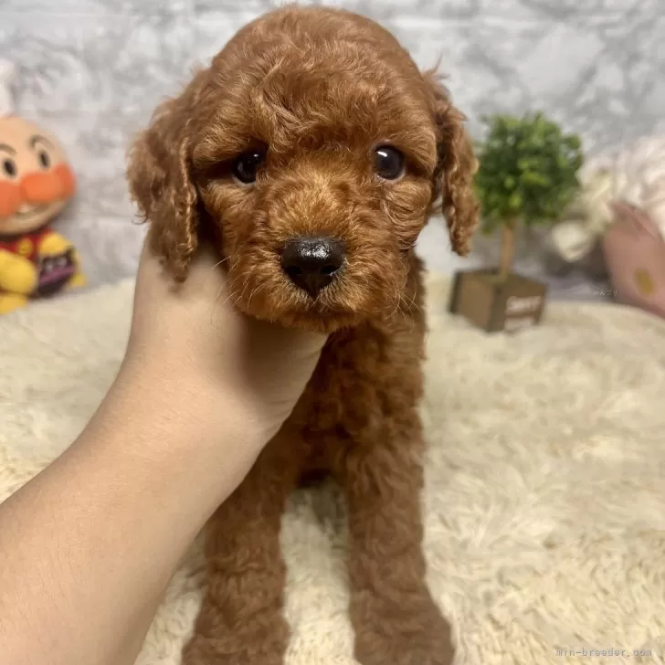 ID:2409-05689の子犬