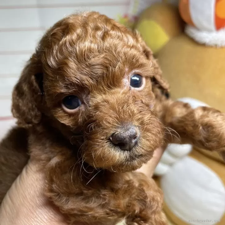 ID:2407-05508の子犬