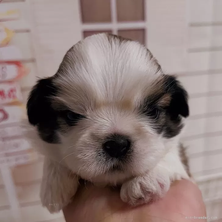 Y.O 様のお迎えした子犬