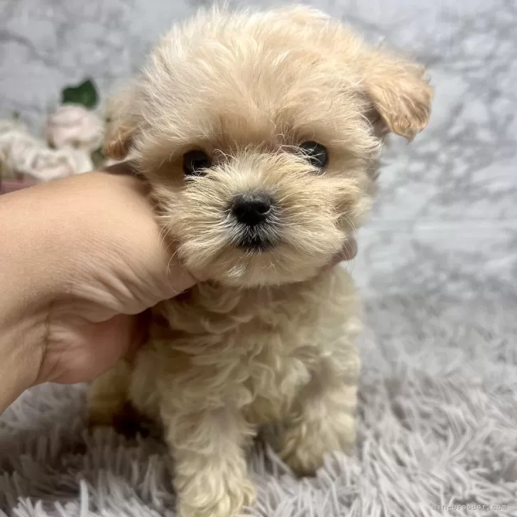ID：2410-02995の子犬