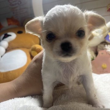 チワワ(ロング)【岐阜県・女の子・2024年6月14日・クリーム】の写真「小さくて可愛い女の子」