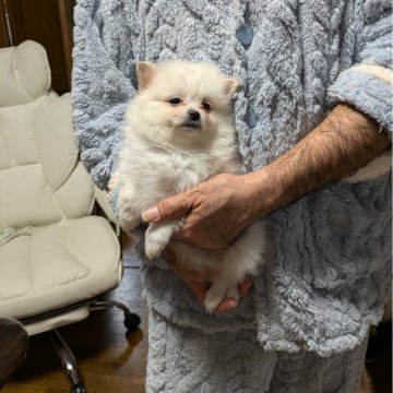 ポメラニアン【岐阜県・女の子・2024年10月7日・ホワイト】の写真「真っ白で可愛い女の子です」