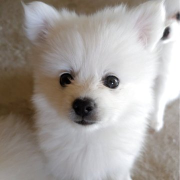 ポメラニアン【岐阜県・男の子・2025年10月1日・ホワイト】の写真「真っ白な雪毛で鼻や、アイラインは黒です。とても可愛」