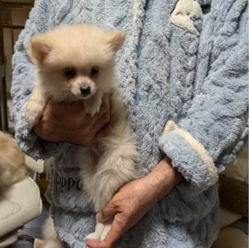 ポメラニアン【岐阜県・男の子・2024年10月7日・ホワイト】の写真「もふもふの男の子です」