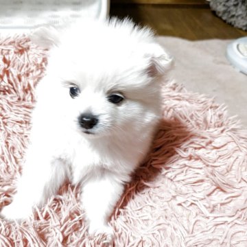 ポメラニアン【岐阜県・男の子・2025年10月1日・ホワイト】の写真「真っ白な雪毛で鼻や、アイラインは黒です。とても可愛」