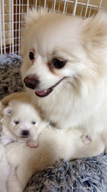 ポメラニアン【・女の子・2022年7月18日・ホワイト】