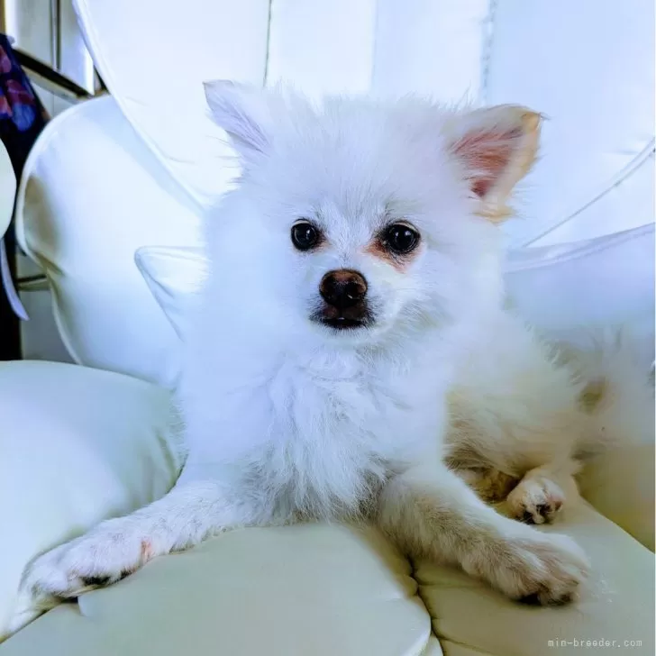 ID：2404-05350の子犬