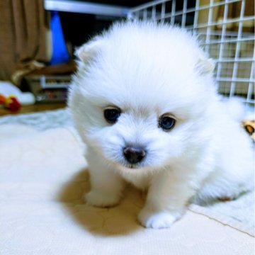 ポメラニアン【岐阜県・男の子・2024年3月26日・ホワイト】の写真「小柄で元気な男の子です」