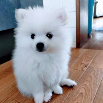 ポメラニアン【岐阜県・男の子・2022年7月18日・ホワイト】の写真「離乳食もモリモリ食べて元気一杯です。」