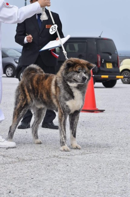 沢田　忠明(さわだ　ただあき)ブリーダー(長野県・秋田犬・秋田犬保存会登録)の紹介写真3