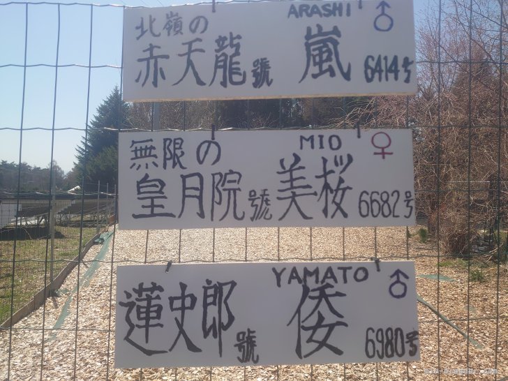 沢田　忠明(さわだ　ただあき)ブリーダー(長野県・秋田犬・秋田犬保存会登録)の紹介写真7