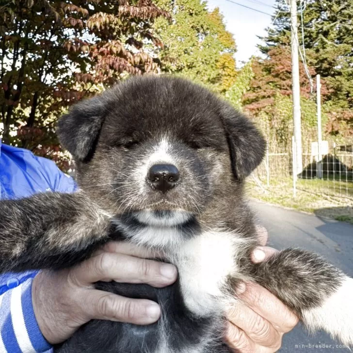 秋田犬【長野県・女の子・2025年9月11日・虎毛】の写真1