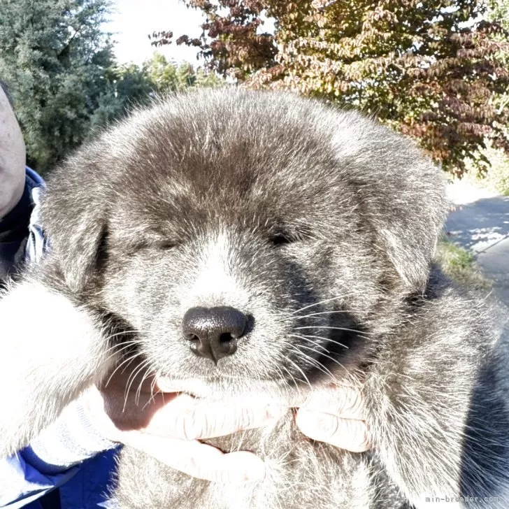 秋田犬【長野県・男の子・2025年9月11日・虎毛】の写真1