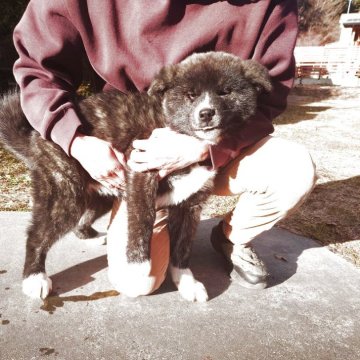 秋田犬【長野県・女の子・2025年9月11日・虎毛】の写真「大人しい性格の女の子です。」