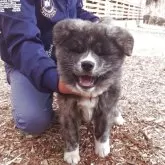 秋田犬