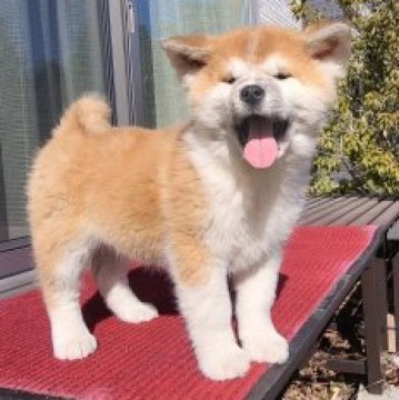 秋田犬【長野県・女の子・2022年11月23日・赤】の写真「父は本部展覧会1席、母も支部展覧会1席受賞の良血統」