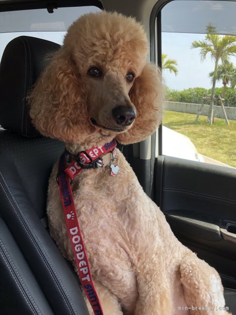 美らさ｜海老原　智美(えびはら　さとみ)ブリーダー(沖縄県・スタンダードプードル・JKC登録)の紹介写真2